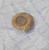 DAMARIS LYSAGHT - Ammonite- oil on plywood - 15 x 15 cm - €285