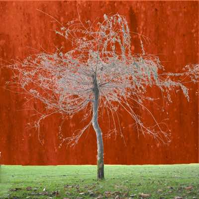 Richard Winfield - Ethereal Trees #7 - Archival Print - 28x28mm print in 43x43mm frame - €200