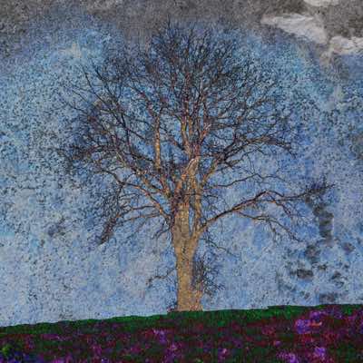 Richard Winfield - Treescape #1 - Archival Print - 28x28mm print in 43x43mm frame - €200