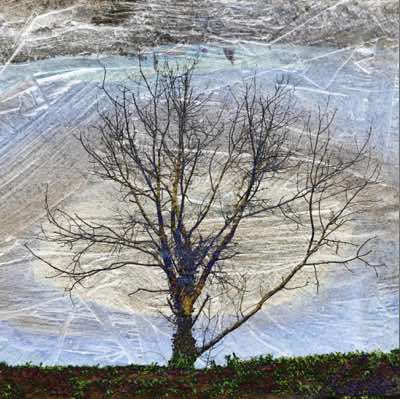 Richard Winfield - Treescape #2 - Archival Print - 28x28mm print in 43x43mm frame - €200