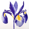 GRAINNE CUFFE- Iris Sibirica III - etching 9/65 - 75 x 70 cm - €450