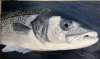 PETER WOLSTENHOLME - Bass in Water - oil on canvas on board - 42 x 62 cm - €1100