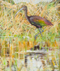 PETER WOLSTENHOLME - Glossy Ibis at Crookhaven - oil on canvas on board - 35.5 x 30 cm - €850