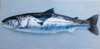 PETER WOLSTENHOLME ~ Trout attacked by Cormorant II - oil on board - 25 x 50 cm - €1100