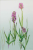 SONIA CALDWELL - Early Purple Orchids - watercolour on paper - 43 x 33 cm - guide price €250