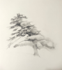 JOHANNA CONNOR - The way it grows - pencil - 60 x 56 cm €965