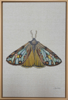 ZAM ROD - Moth 10 - waterolour on linen - 60 x 40 cm - €550