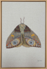 ZAM ROD - Moth 11 - waterolour on linen - 60 x 40 cm - €550 - SOLD