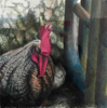 DIANA KINGSTON ~ Cockerel II - charcoal & pastel on paper - 46 x 46 cm - €450