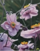 KYM LEAHY - Wildflowe Commute - acrylic on board - 30 x 24 cm - €1050