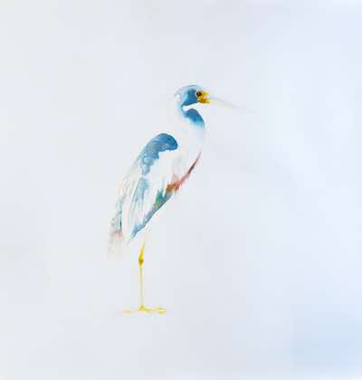 Eilbhe Donovan -Tricolour Heron - ink & pencil on paper - 78 x 80 cm - €2600