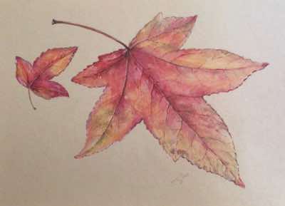 Claire Patricia Halliday - Liquidambar- watercolour - 26 x 30 cm - €235