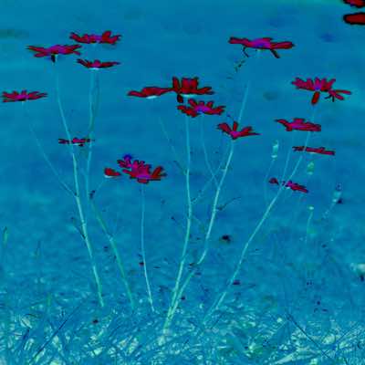 Richard Winfield - Flowers in Blue 2 - archival print 28 x 28 cm framed - €200