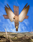 GEOFF GREENHAM - Dove Sacrified - archival print - 50 x 40 cm - €170