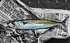 GEOFF GREENHAM - Mackerel - giclee print 23 x 38 cm - €200 - SOLD