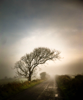 GEOFF GREENHAM - Morning Mist - photograph - 54 x 44 cm - €195