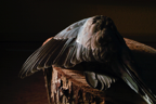 GEOFF GREENHAM - Rock Dove - archival print - 40 x 50 cm - €170