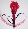 GRAINNE CUFFE- Dianthus V - etching 20/65 - 68 x 58 cm - €445