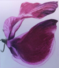 GRAINNE CUFFE - Sweet Magenta - etching -unframed €180 framed - €270