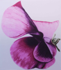 GRAINNE CUFFE - Sweet Pea - etching -unframed €180 framed - €270 - SOLD