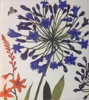 JEAN BARDON - Agapanthus - etching - €275