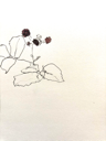 MOLLIE DOUTHIT - Brambled - watercolour and graphite on paper - 20 x 25 cm - €275
