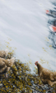 NADETTE CHARLET - Whiddy Beach Hens - oil on board - €320 