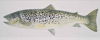 PETER WOLSTENHOLME - Lough Corrib Trout - oil on canvas - 41 x 100 cm - €1250