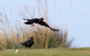 SHEENA JOLLEY - Choughs Away - fine art print - 50 x 66 cm - €286