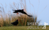 SHEENA JOLLEY ~ Chough's Away - fine art print - €286