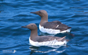 SHEENA JOLLEY - Guillemots - fine art photograph - 66 x 51 cm -€300