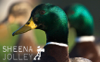 SHEENA JOLLEY ~ It's a Quacker - fine art print - €286