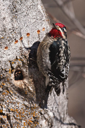 SHEENA JOLLEY - Pecking Away - fine art photograph - 51 x 66 cm - €300