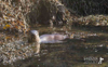 SHEENA JOLLEY ~ Water Dog - fine art print - 50 x 66 cm - €286